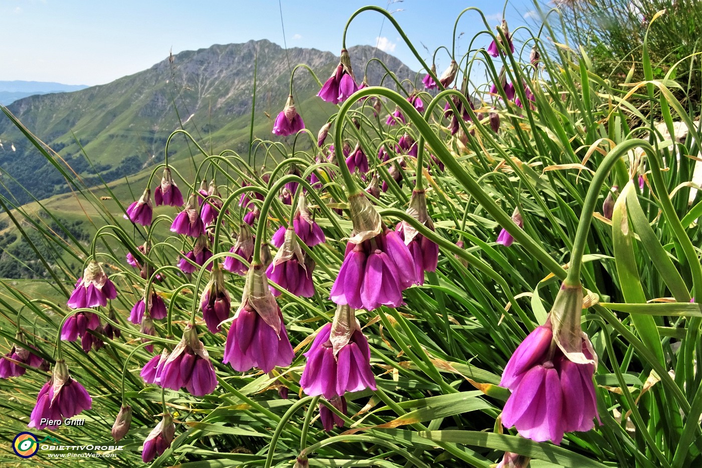 61 Aglio d'Insubria con vista in Menna.JPG